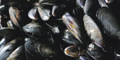 Shellfish cleaning